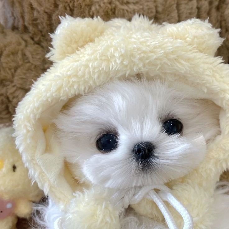 Cute Dog PFP