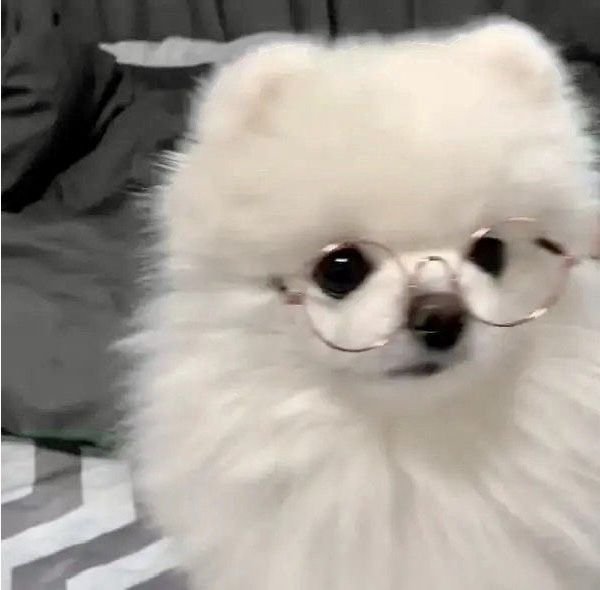 Cute Dog PFP