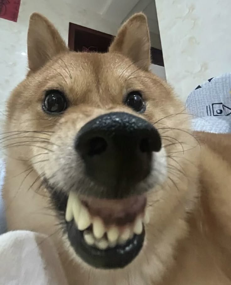 Funny Dog PFP