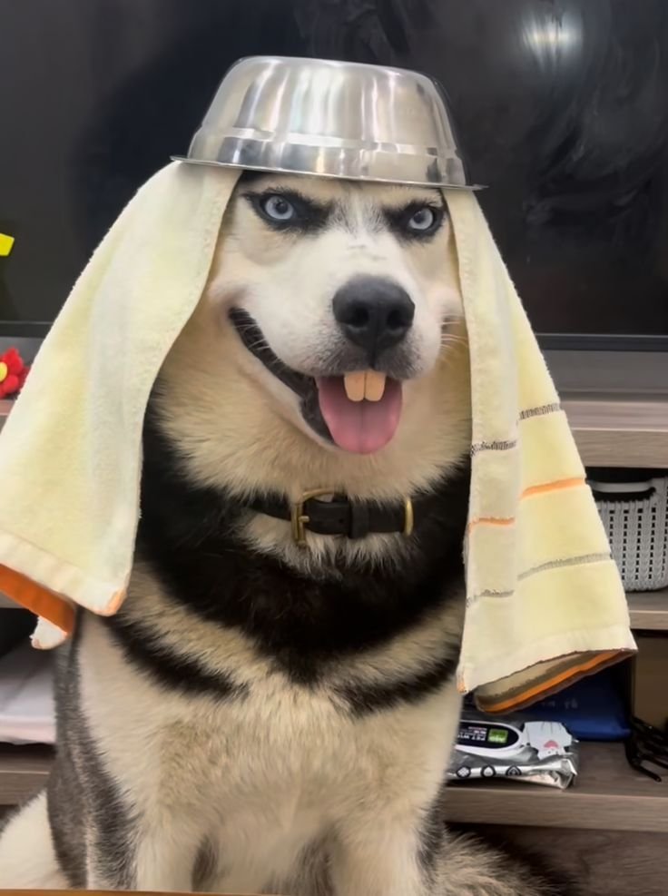 Funny Dog PFP