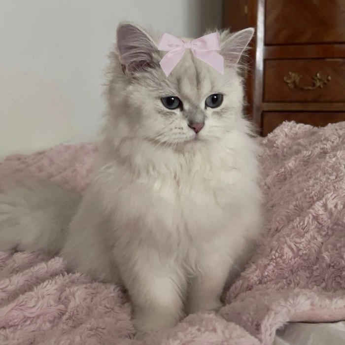 Coquette PFP Cat