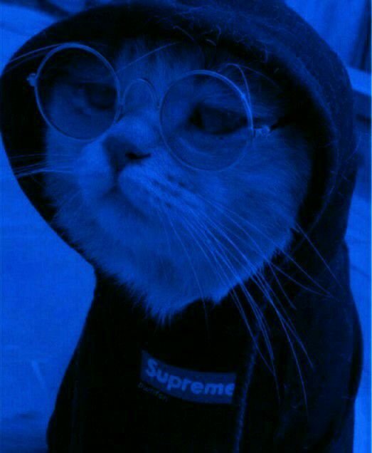 Blue Cat PFP