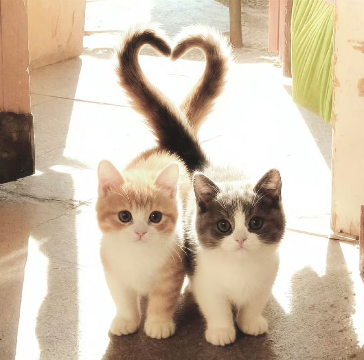 Aesthetic Cute Cat Matching PFP