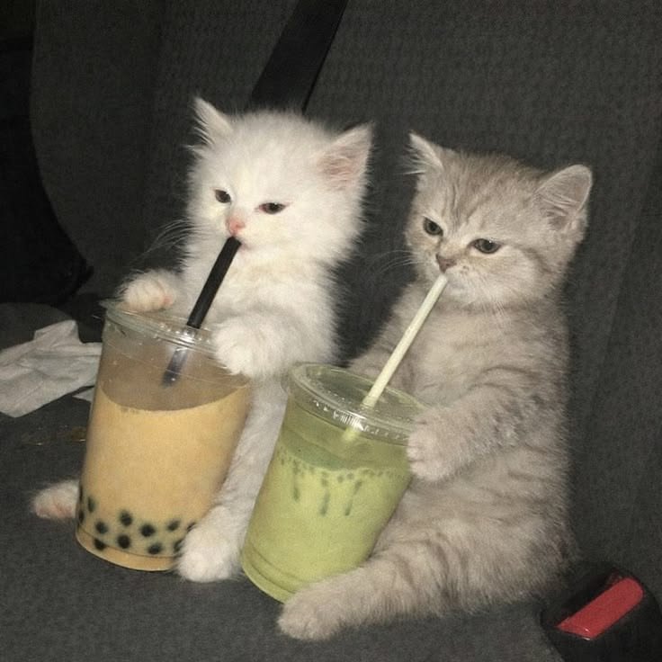 Aesthetic Cute Cat Matching PFP