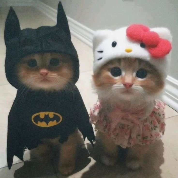 Aesthetic Cute Cat Matching PFP