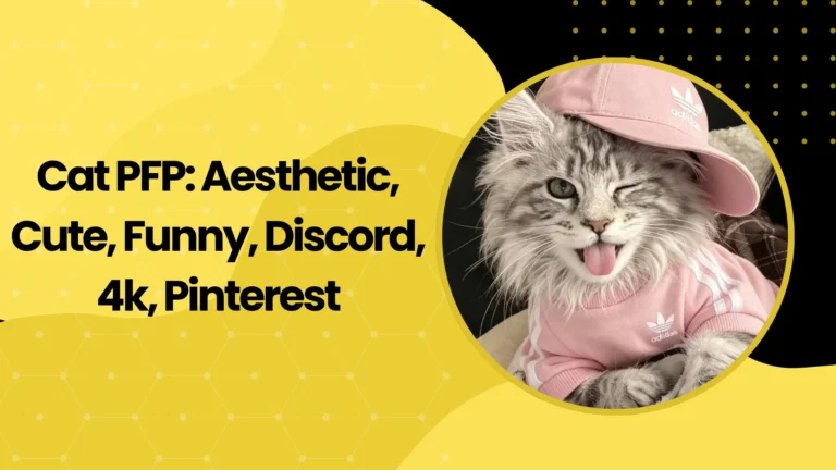 Cat PFP