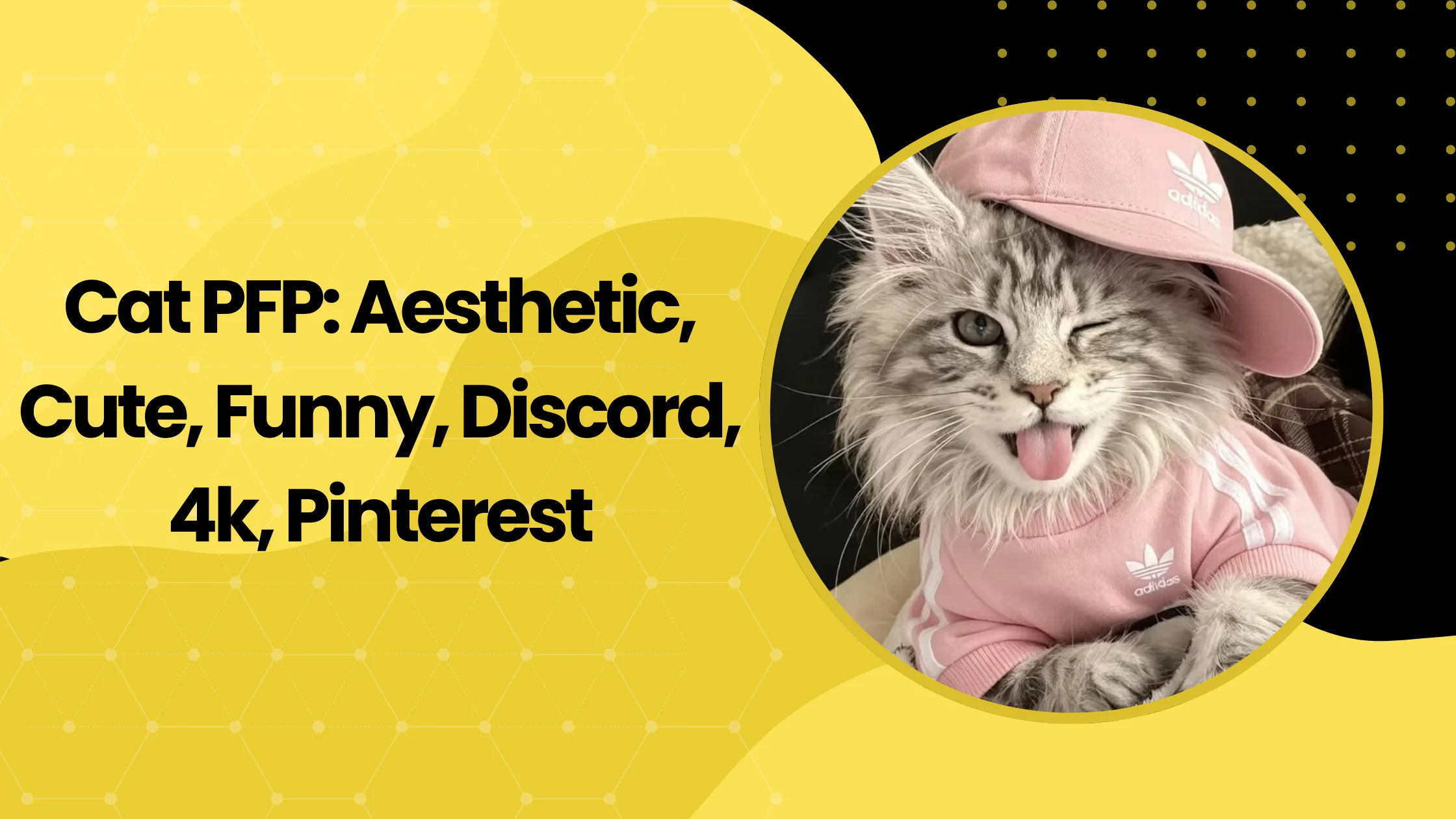 Cat PFP