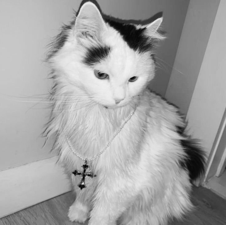 Cross Profile Picture