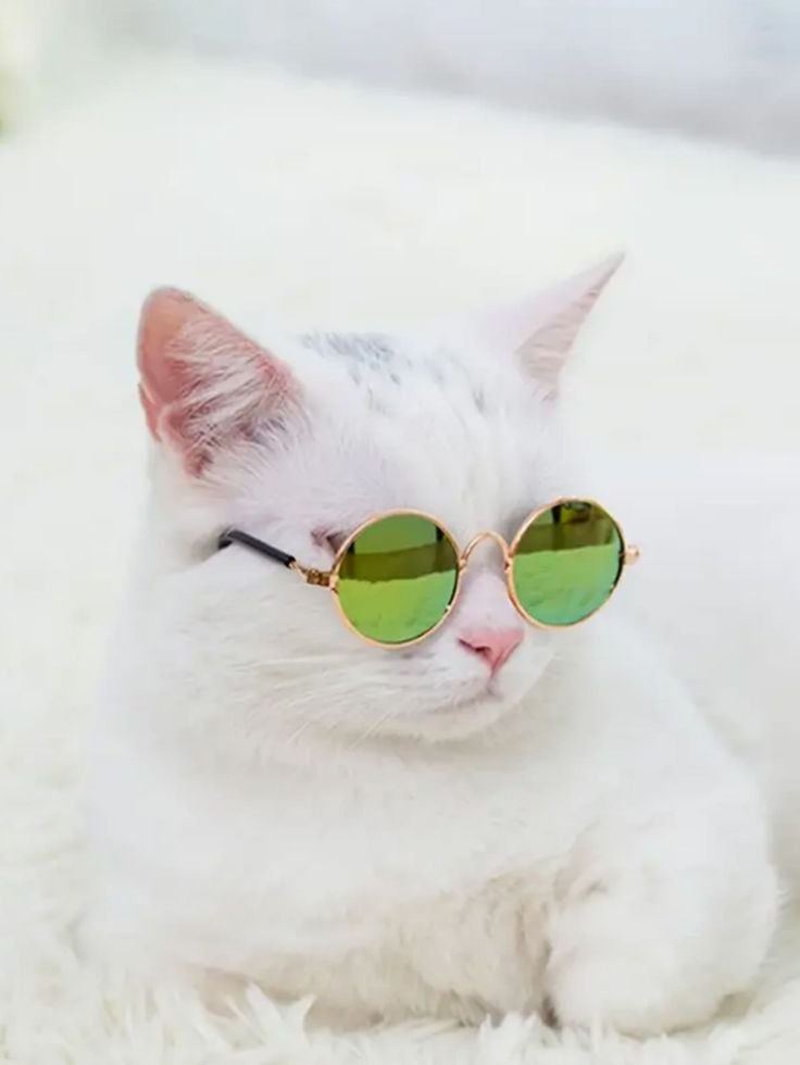 Cute Cat PFP HD