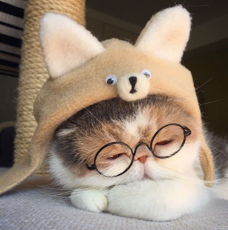 Cute Cat PFP HD