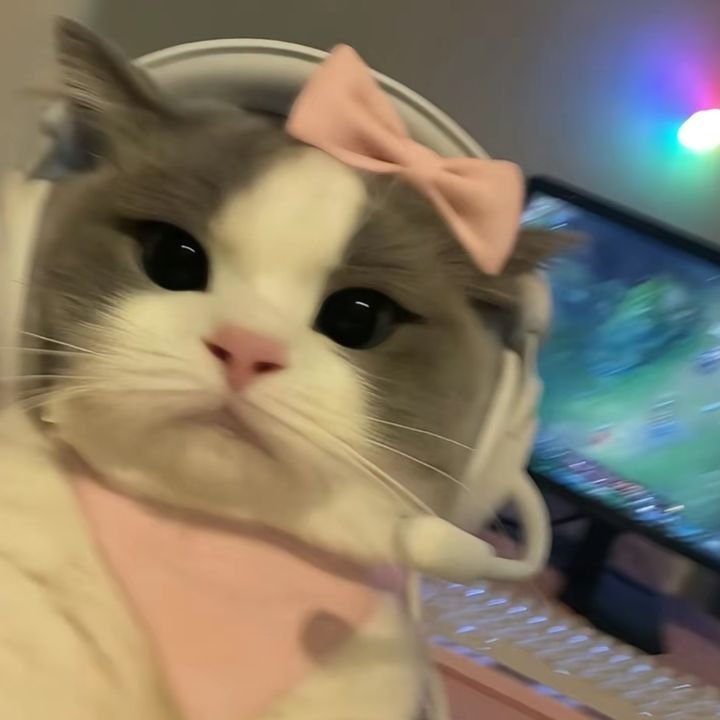 Cute Cat PFP Meme