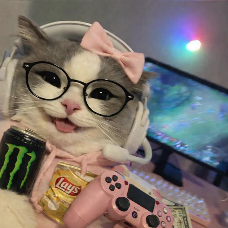 Cute Cat PFP Meme