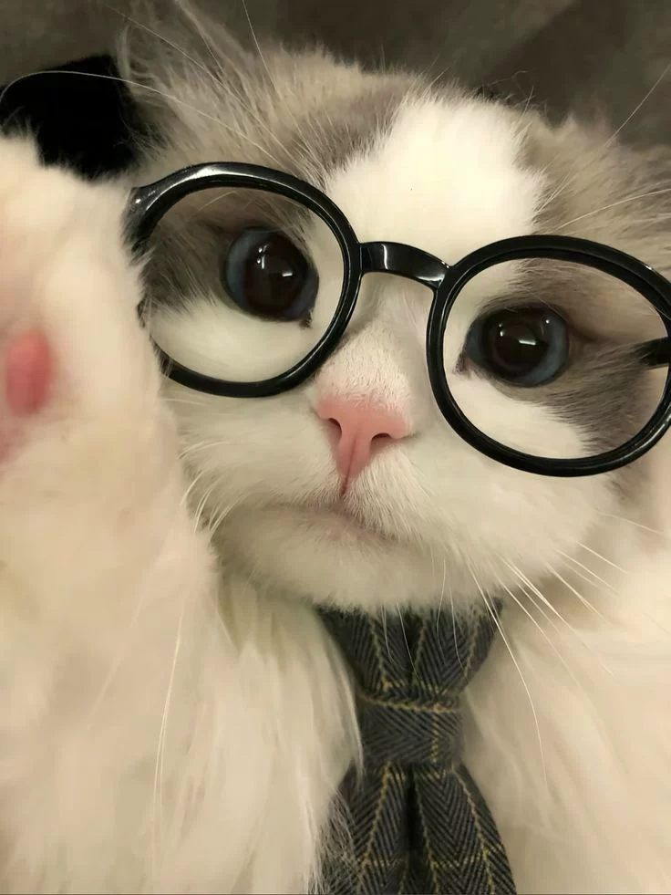 Cute Cat PFP With Glasses