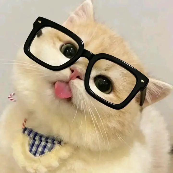 Cute Cat PFP With Glasses