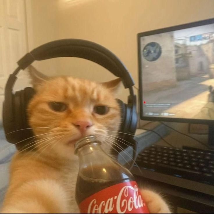 Cute Cat PFP Aesthetic