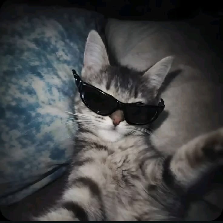 Cute Cat PFP Aesthetic