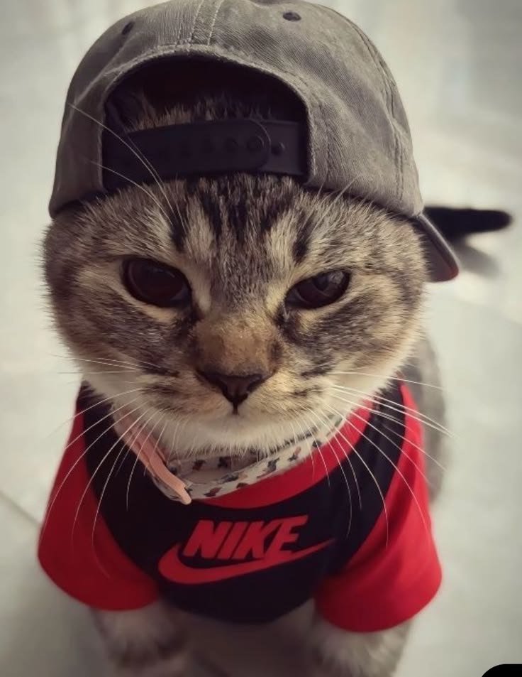 Cute Cat PFP Aesthetic
