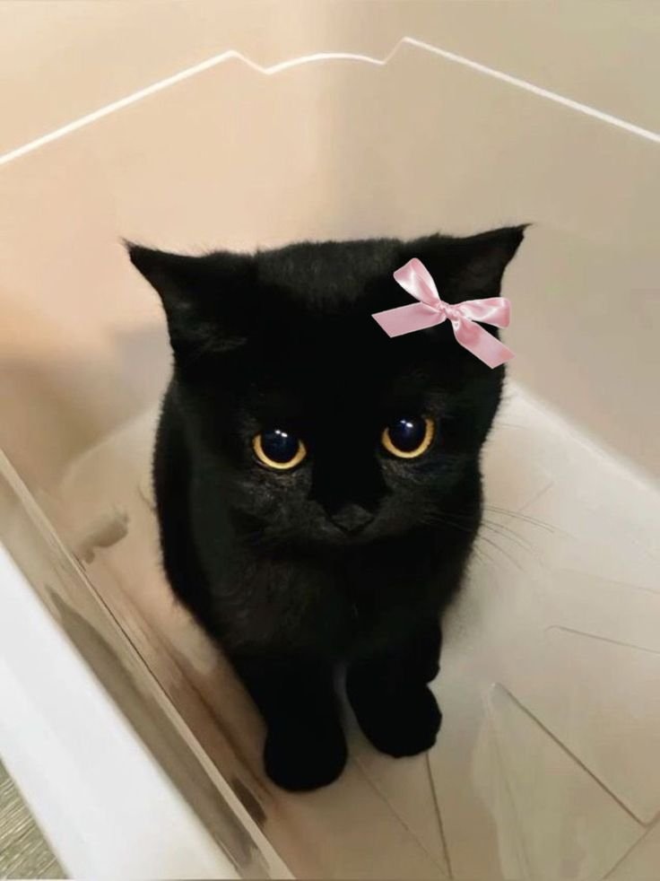 Cute Cat PFP Black