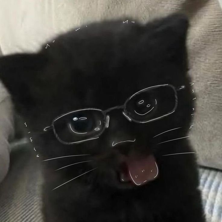 Cute Cat PFP Black