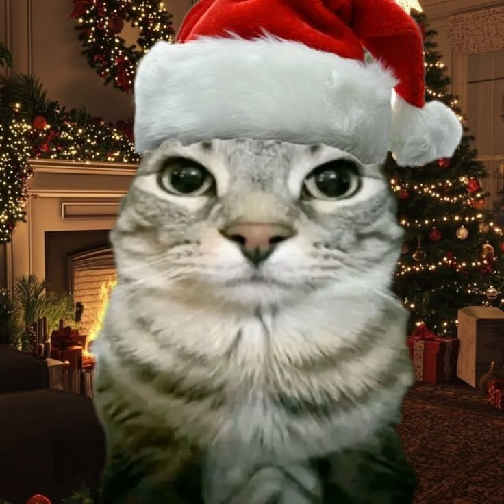 Cute Cat PFP Christmas