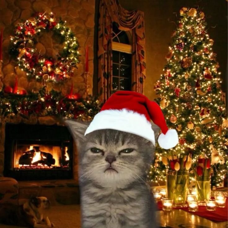 Cute Cat PFP Christmas
