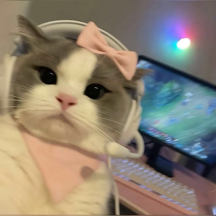 Cute Cat PFP For Discord