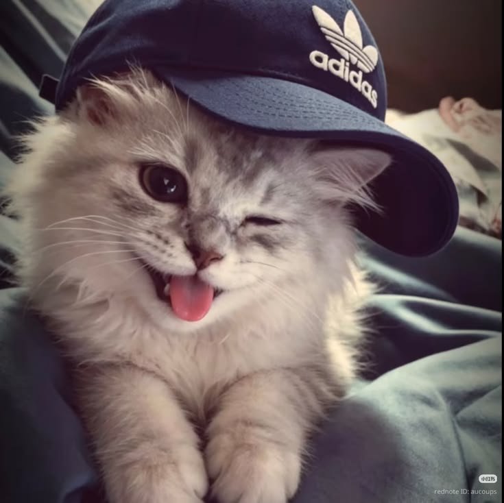 Cute Cat PFP For Discord