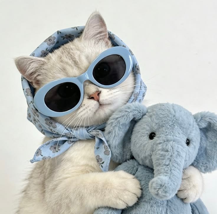 Cute Cat PFP For Instagram
