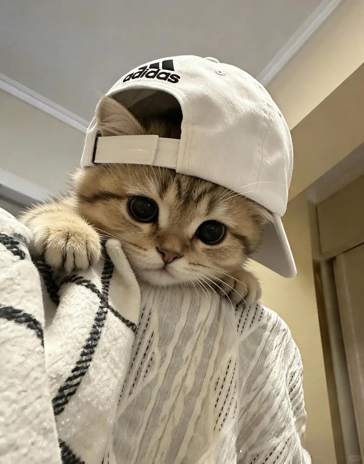 Cute Cat PFP Pinterest