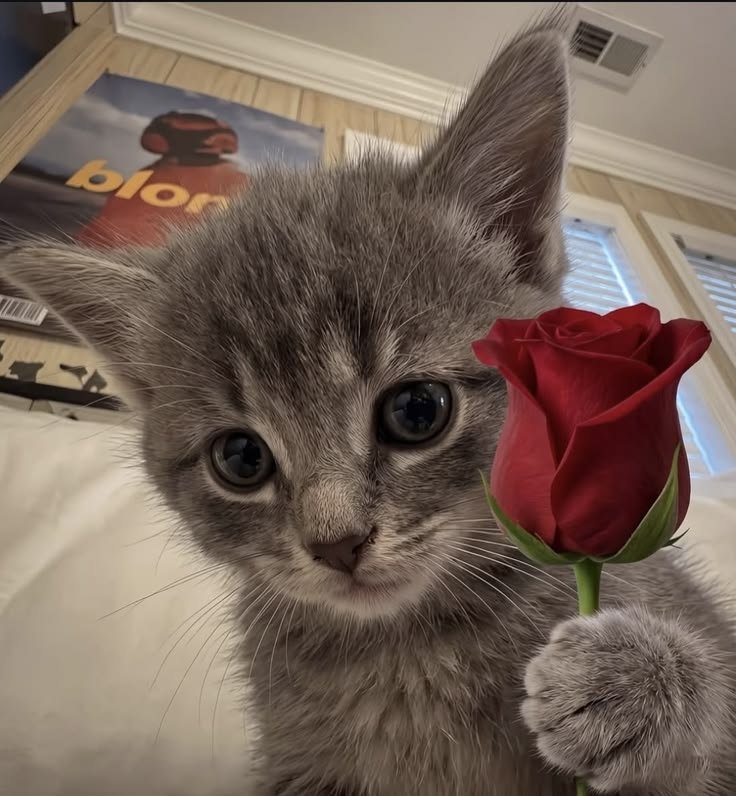 Cute Cat PFP Pinterest