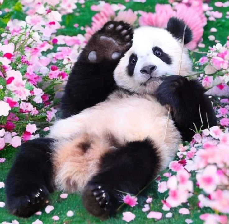 Cute Panda DP For Instagram