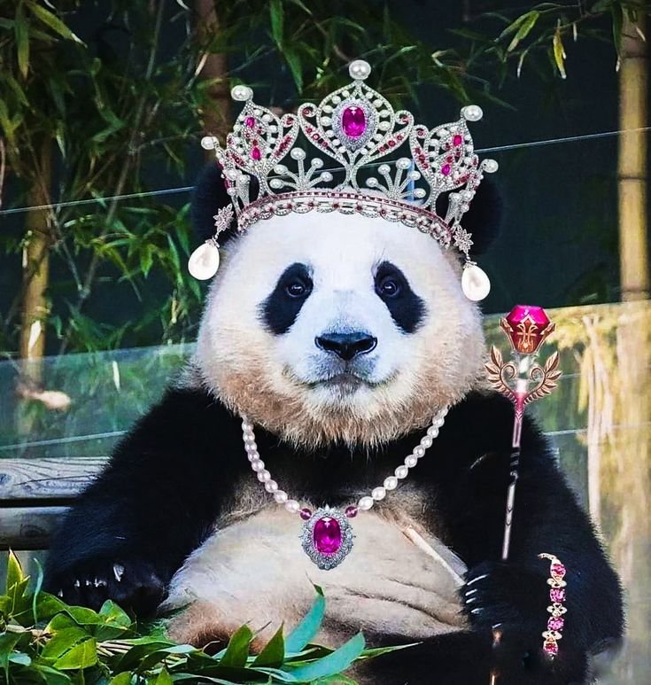 Cute Panda PFP