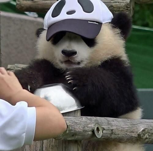 Cute Panda PFP