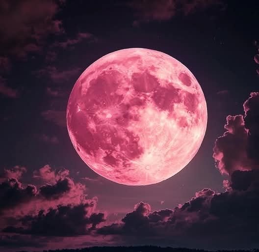 Enhypen Pink Moon PFP