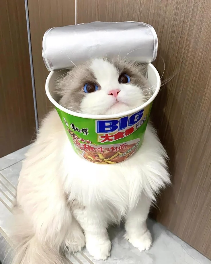 Funny Cute Cat PFP