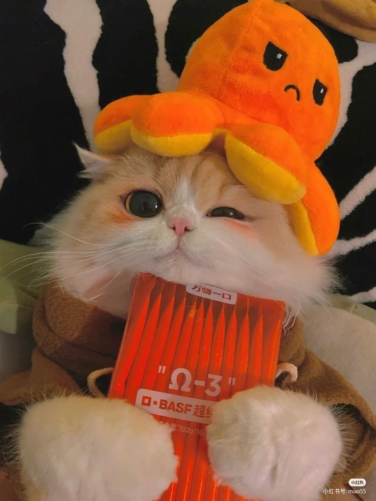 Funny Cute Cat PFP