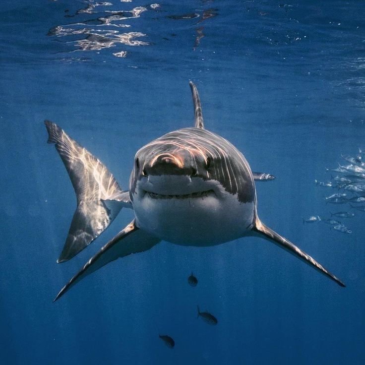 Great White Shark PFP
