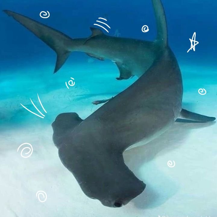 Hammerhead Shark PFP