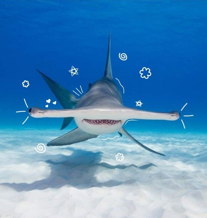 Hammerhead Shark PFP