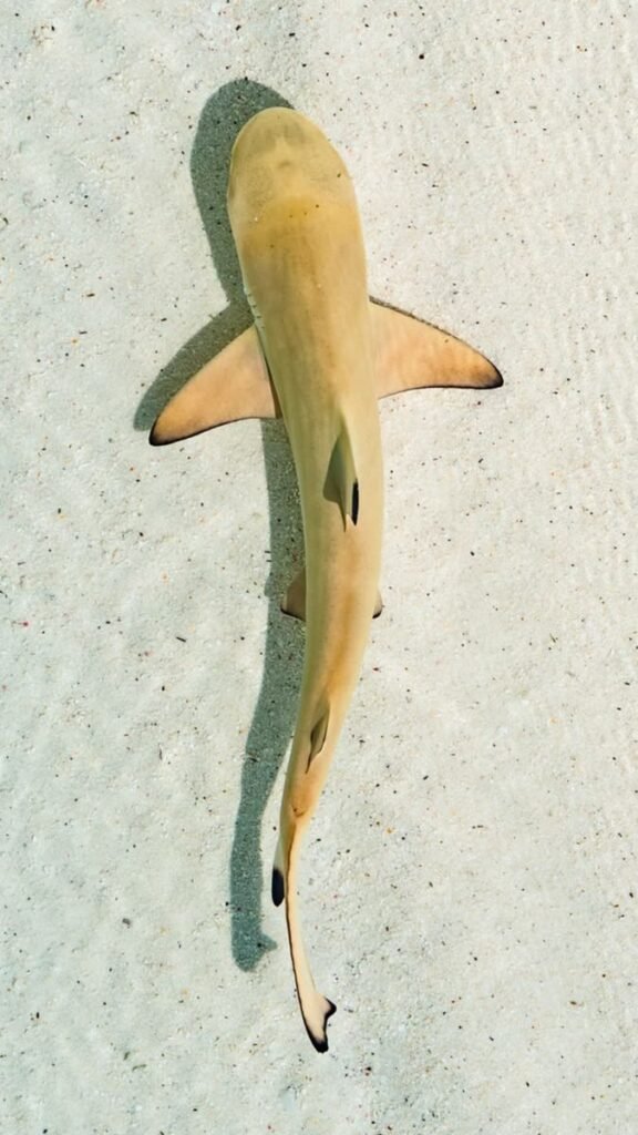 Lemon Shark PFP