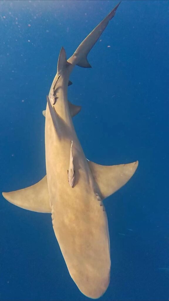 Lemon Shark PFP