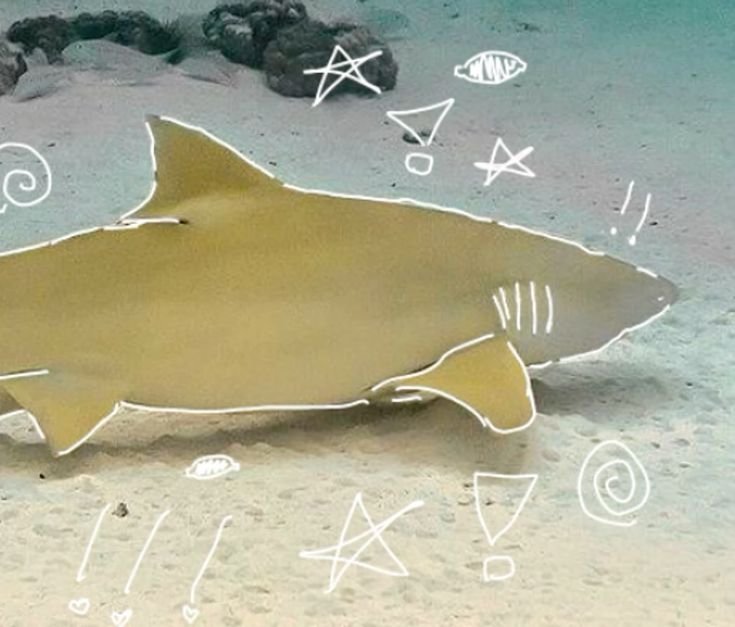 Lemon Shark PFP
