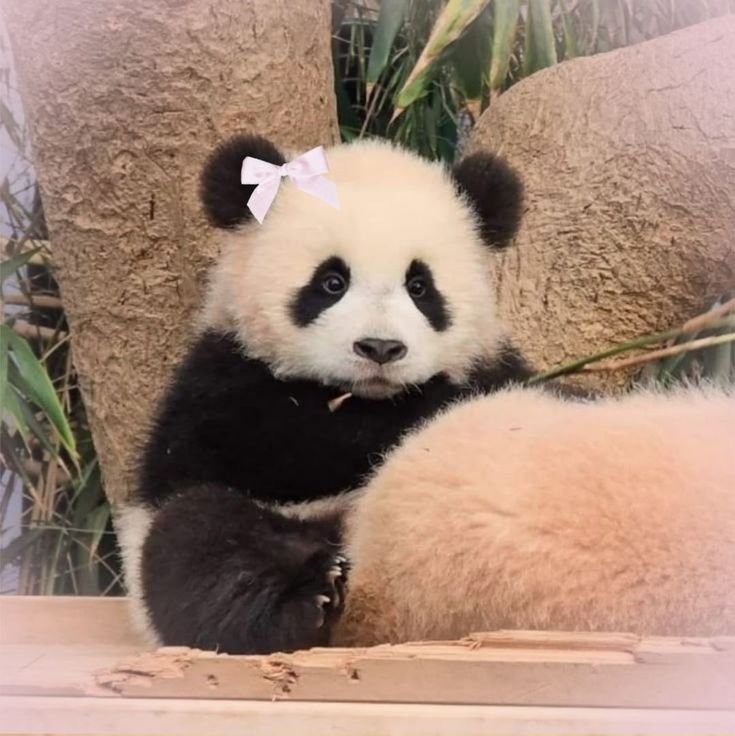 Panda PFP Aesthetic