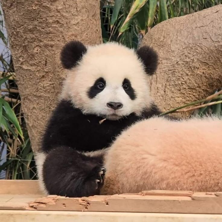 Panda PFP Aesthetic