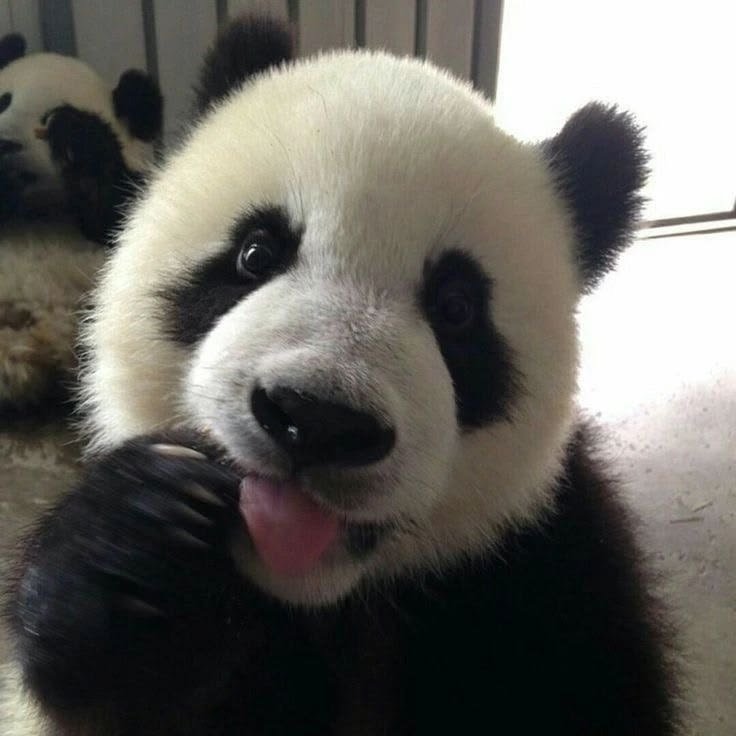 Panda PFP Aesthetic