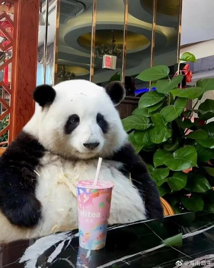 Panda PFP Pinterest