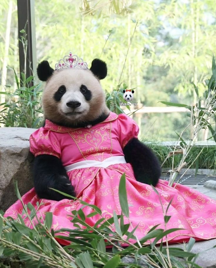 Panda PFP Pinterest