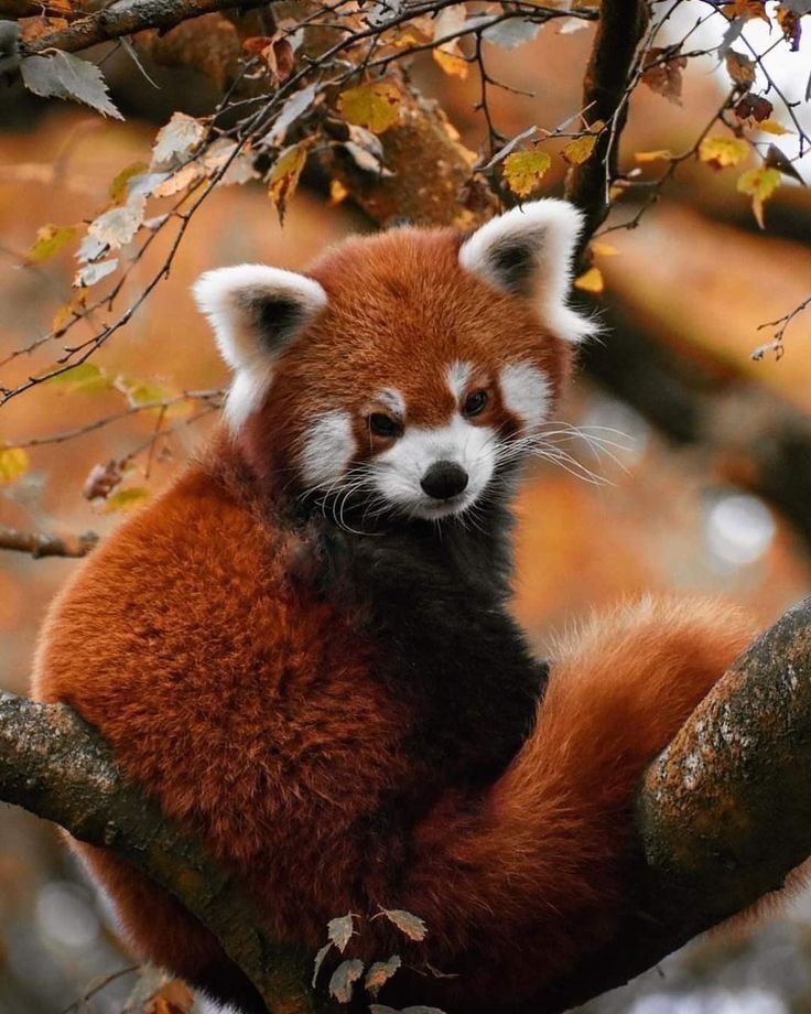 Red Panda PFP