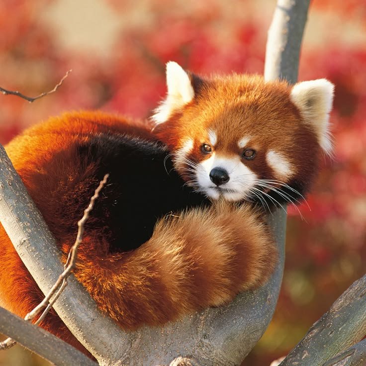 Red Panda PFP