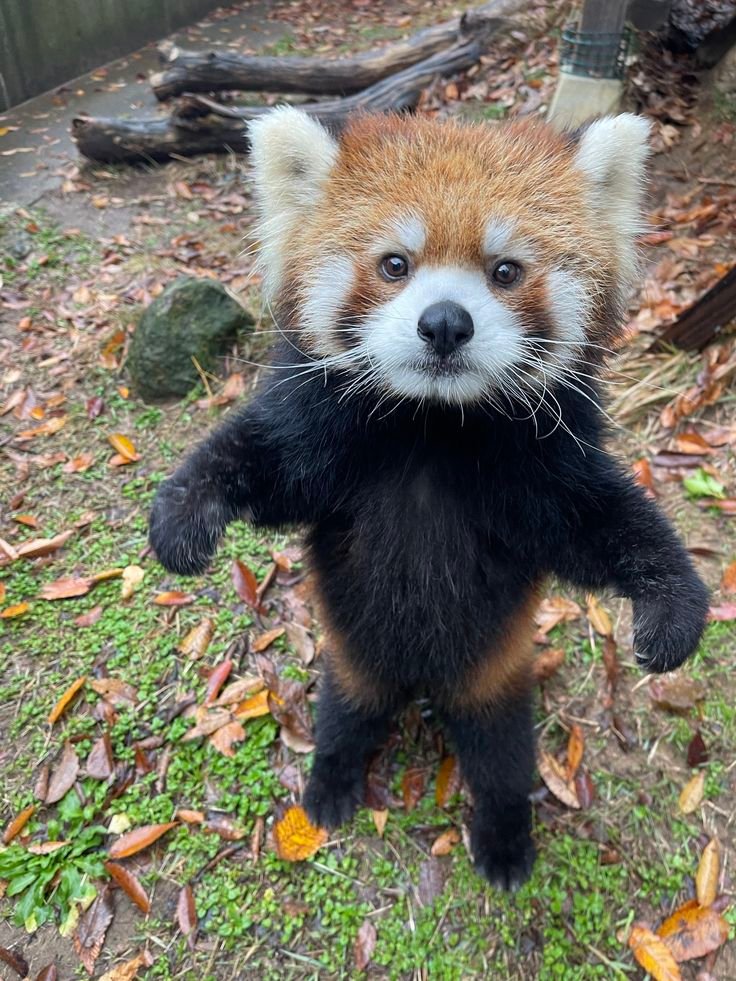 Red Panda PFP